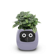 Intelligent automatic water absorbing flowerpot